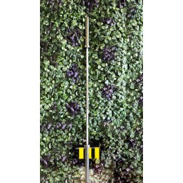 Evolve Prime olimpinis grifas - 2200 mm / 20 kg / 50 mm